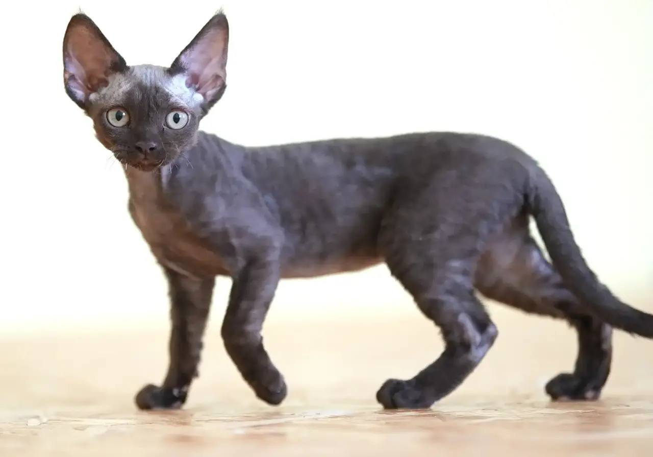 ИРРУС DELILAH
